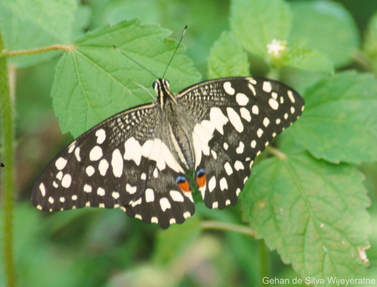 Papilio demoleus Linnaeus, 1758